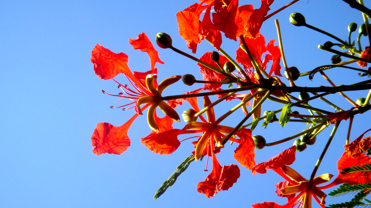 photo of flowers taken in nha trang